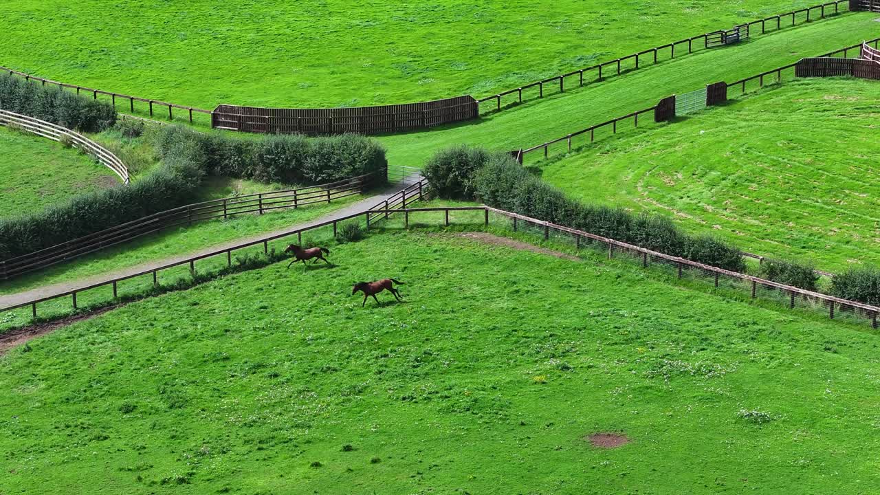caballos corriendo en la antena de la granja
