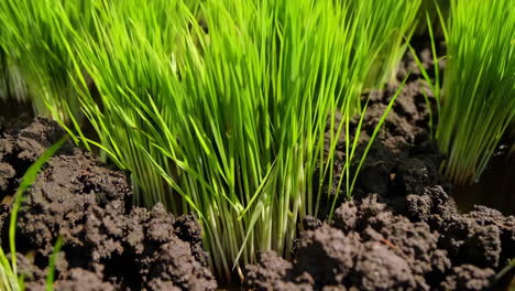 rice seedlings growing in a paddy field