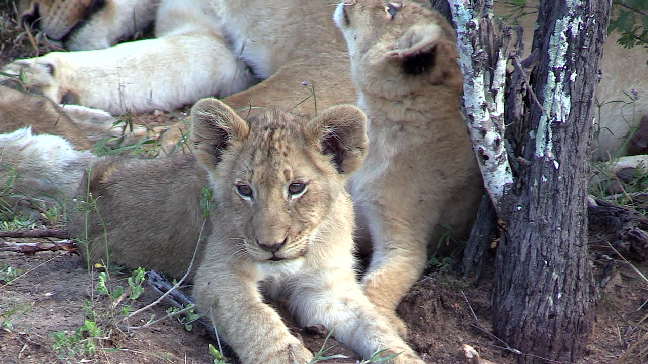 visão aproximada de filhotes de leão fofos deitados perto de uma árvore ao lado de uma mulher adulta