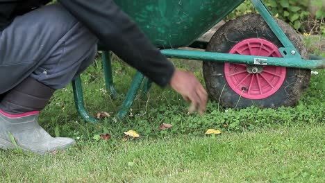 picking up leaves in the garden with wheelbarrow stock footage