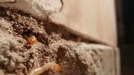 una colonia de termitas en las paredes de un garaje en una casa tomada con una lente supermacro casi al estilo de la geografía nacional