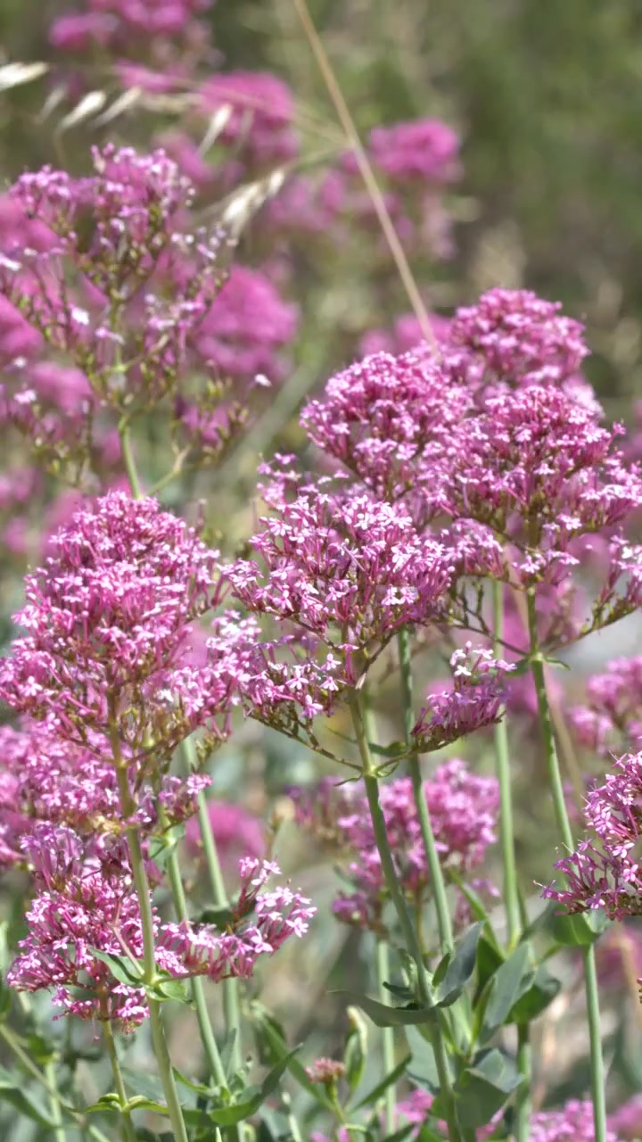 Gambar close-up bunga valerian merah muda yang bergoyang lembut di bawah sinar matahari musim panas alami yang cerah.