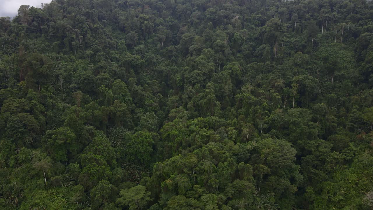 Tropical rainforest montane dense canopy foliage humid forest Colombia South America