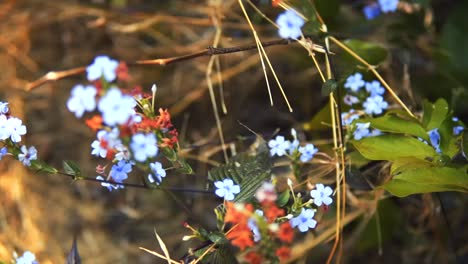 Close-Up-Circular-Shot-Of-Stunning-Colorful-Flowers-In-Fresh-Air