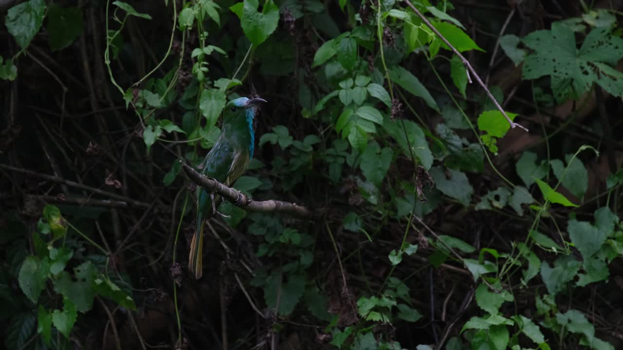 encaramado en una rama mientras mira hacia la derecha en un bosque ventoso mientras mira a su alrededor, el apicultor de barba azul nyctyornis athertoni, tailandia