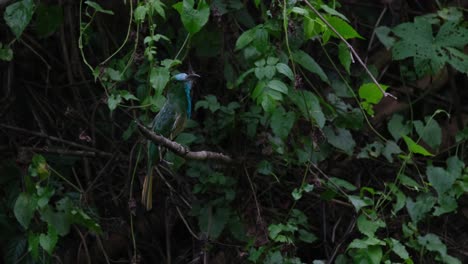 Perched-on-a-branch-while-facing-to-the-right-in-a-windy-forest-while-looking-around,-Blue-bearded-Bee-eater-Nyctyornis-athertoni,-Thailand