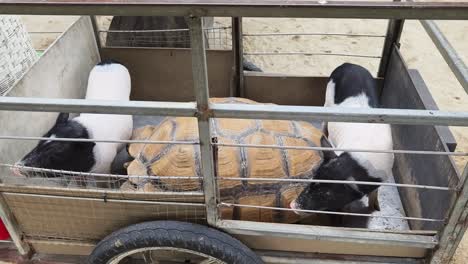 pigs and a turtle in a cart