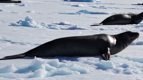 seals resting on antarctic ice