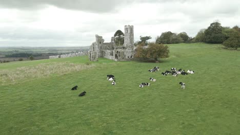 dairy cows resting on meadows near ruins of the hill of slane in county meath, ireland. aerial pullback shot