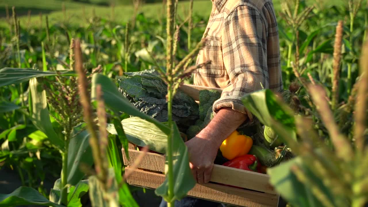 Hands worker carrying crate of freshly picked vegetables. Harvesting in the field, organic products