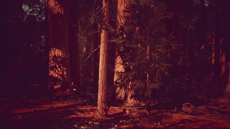 giant sequoias trees or sierran redwood growing in the forest