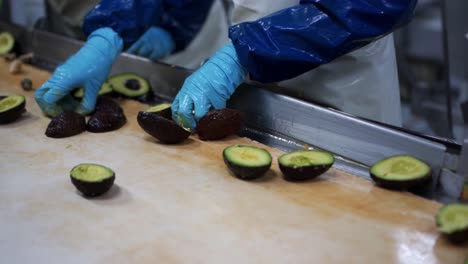 Arbeiter-Wählt-Und-Schneidet-Avocados-Auf-Einem-Förderband