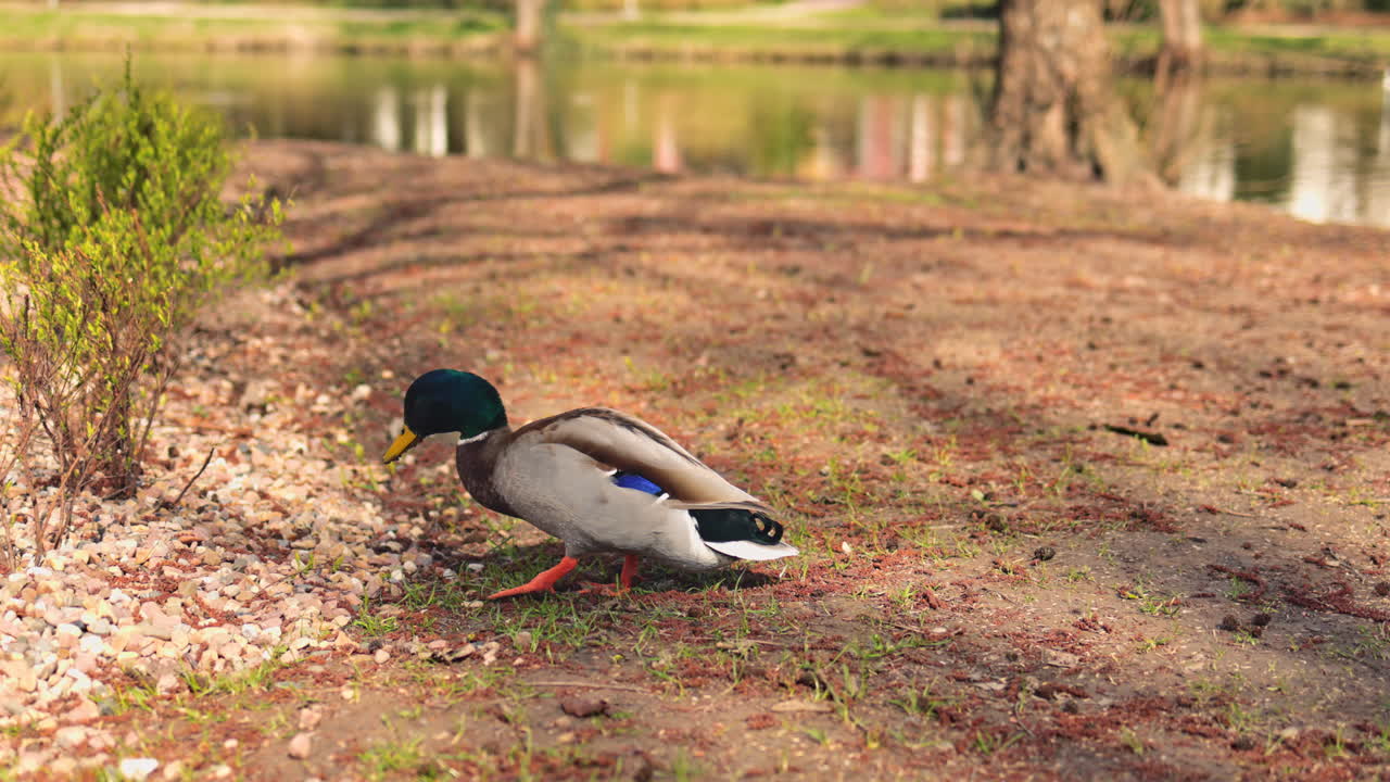 Un grazioso germano reale si nutre pacificamente al bordo dell'acqua, mettendo in mostra la sua bellezza in un sereno ambiente di parco che evidenzia la tranquillità della natura e del suo ecosistema intorno al lago.