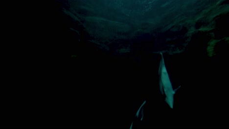 dolphins gracefully swim in an aquarium tank