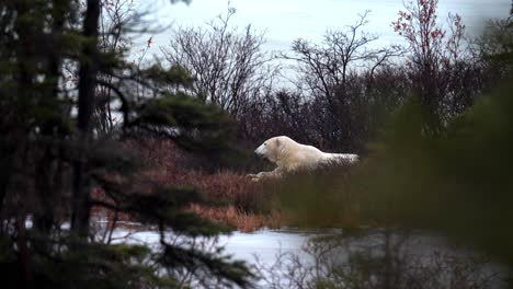 Ein-Ruhender-Eisbär-Wartet-Zwischen-Den-Subarktischen-Büschen-Und-Bäumen-Von-Churchill,-Manitoba,-Auf-Den-Winterfrost