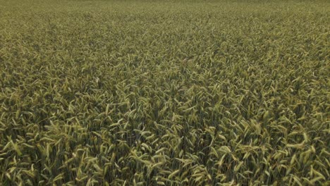 Beautiful-aerial-view-of-green-agricultural-field