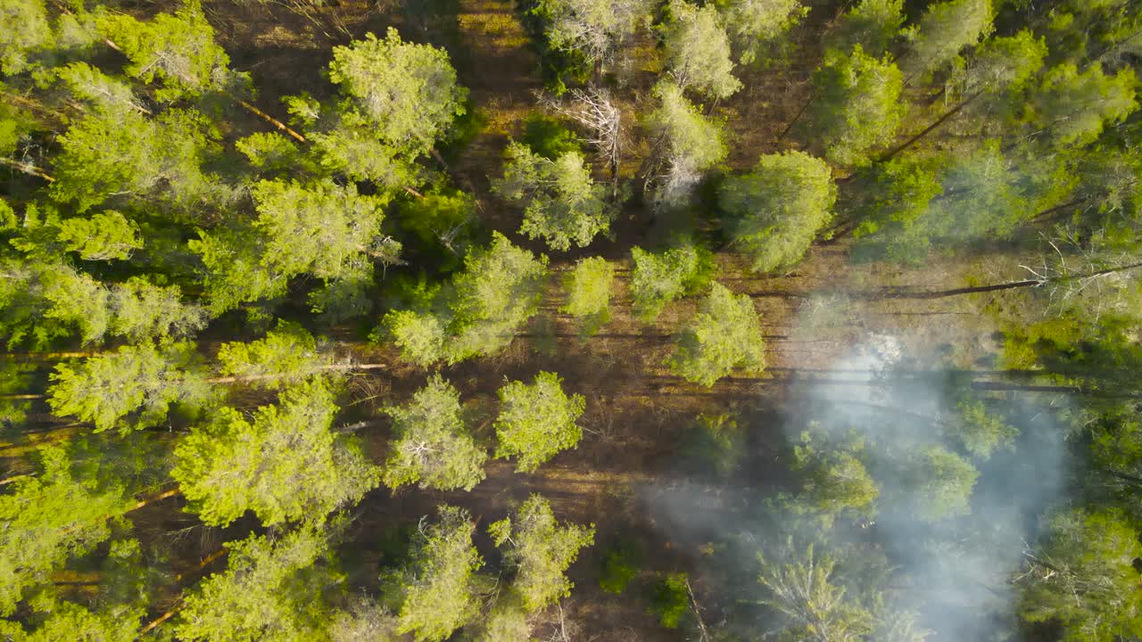 Top down aerial view of a thick lush and green pine forest where a small camfire or a bonfire is burning with smoke and flames during a windy day. Sun is coming out and the sunshine creates shadows.