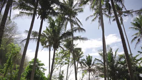 vista de una plantación de palmeras en bali, indonesia