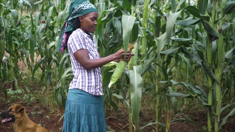 Una-Toma-Amplia-De-Una-Mujer-Africana-Recogiendo-Maíz-De-Un-Tallo-En-África-Rural