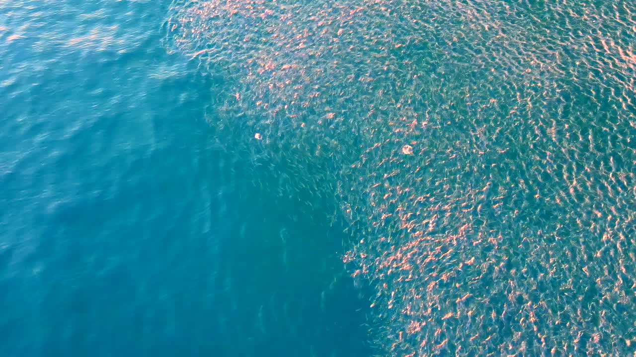 Abundance of schooling bait fish cause disturbance at ocean surface, aerial