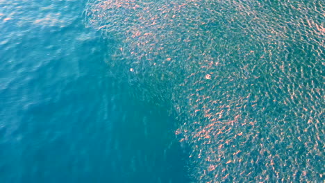 abundance of schooling bait fish cause disturbance at ocean surface, aerial