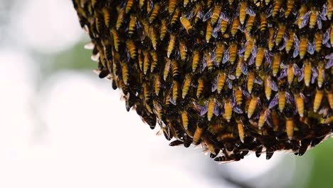 Se-Sabe-Que-Las-Abejas-Melíferas-Gigantes-Construyen-Grandes-Colonias-De-Nidos-Con-Bolsillos-Simétricos-Hechos-De-Cera-Para-Almacenar-Miel-Como-Fuente-De-Alimento.