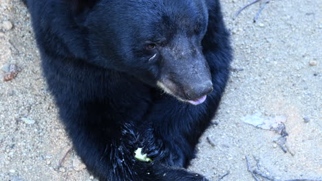 Un-Oso-Negro-Come-Una-Manzana-Y-Saliva-Mientras-La-Come