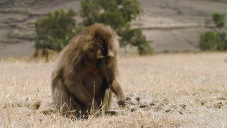 a gelada monkey feeding in the grass in simien mountains national park, ethiopia - close up