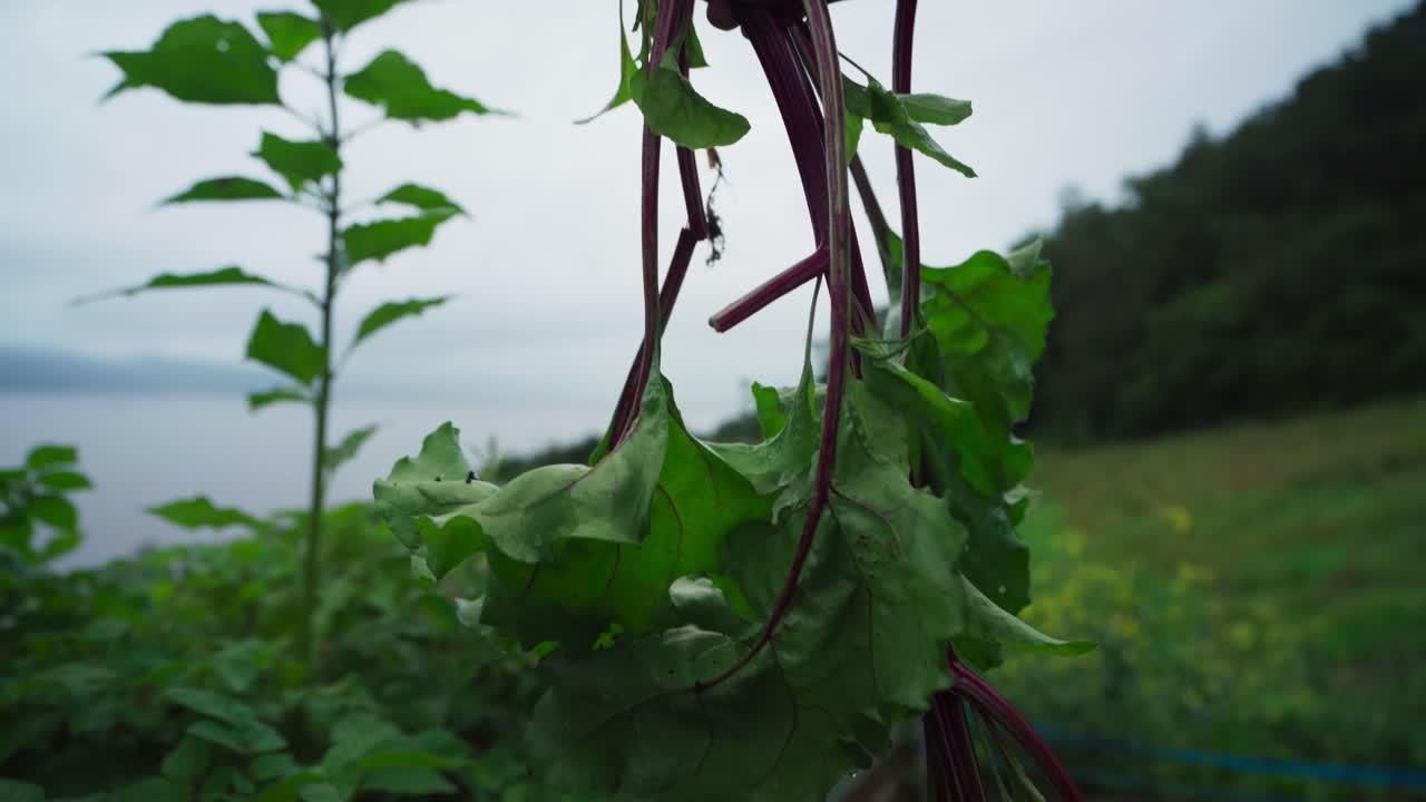 Freshly Harvest Root Crop On A Person's Hand
