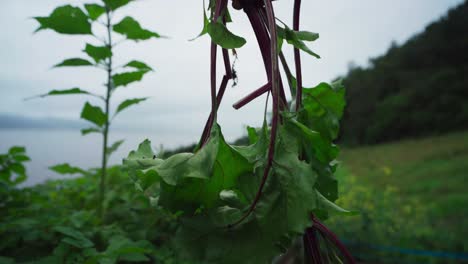 Freshly-Harvest-Root-Crop-On-A-Person's-Hand