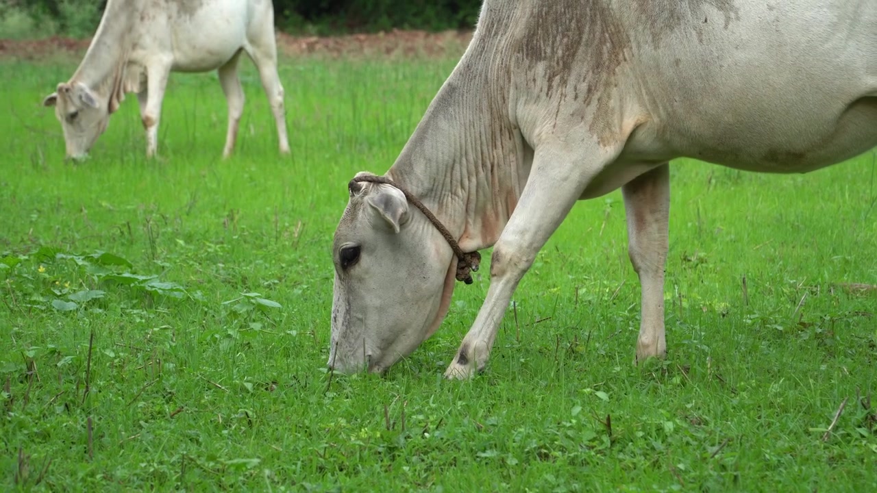 Sapi India putih makan rumput segar di padang rumput pedesaan yang damai. Sempurna untuk peternakan, pertanian susu, pertanian, pedesaan, ekologi, dan kehidupan desa