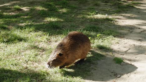 single myocastor or nutria eating in, prague , vltava river