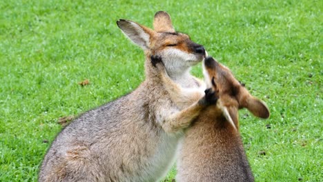 los canguros wallaby se abrazan en un campo en australia