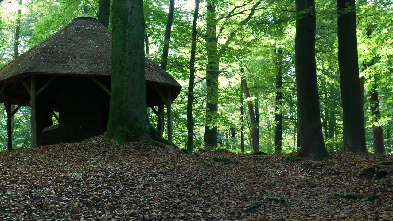 Forest scene with thatched shelter