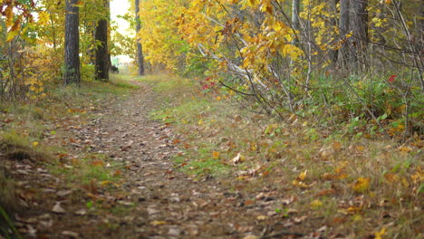 Narrow-forest-trail-meandering-through-the-autumn-woods