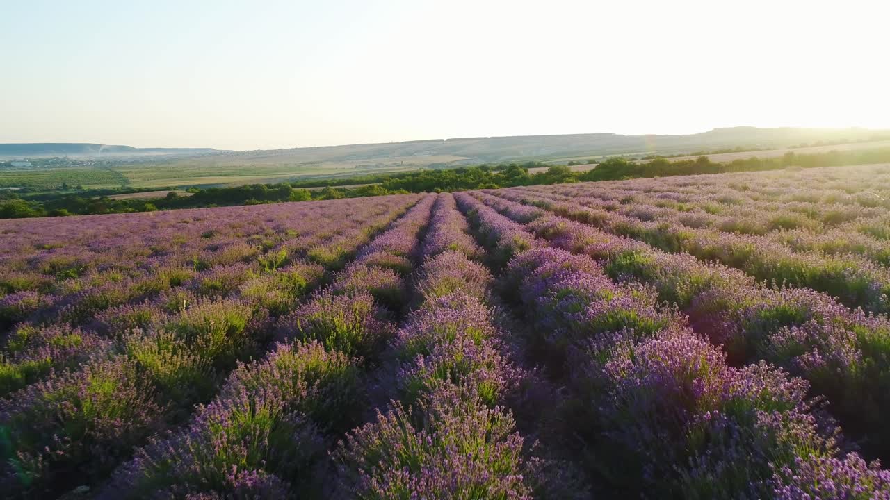 campo de lavanda al amanecer o al atardecer