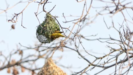 Männlicher-Kleiner-Maskierter-Weber-Ein-Kleiner-Gelber-Vogel-Mit-Einer-Schwarzen-Maske,-Der-Damit-Beschäftigt-Ist,-Ein-Nest-Zu-Weben