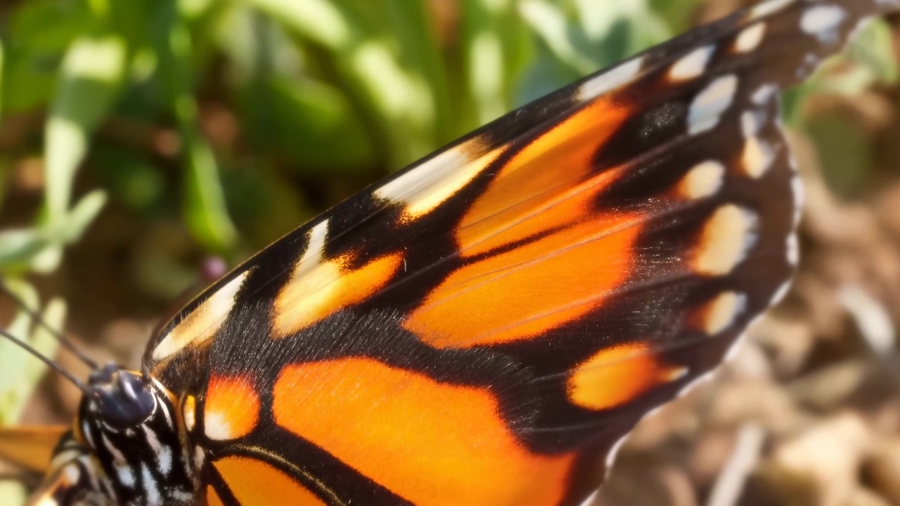 Detaljert makrobilde av en sittende sommerfugl med oransje, svart og hvitt vingemønster, delvis hode, utstrakte antenner, blankt øye og sterkt hagelys mot en jevn, grønn bakgrunnsuskarphet.