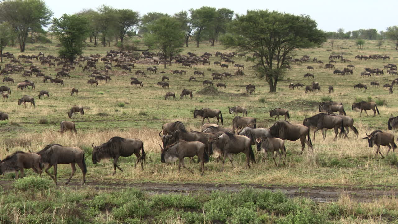 gran manada de ñus azules migrando sobre las llanuras del serengeti, tanzania