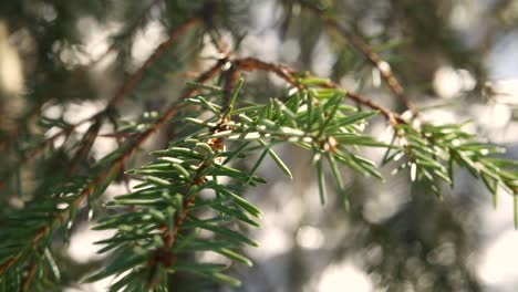 Nahaufnahme-Einer-Kiefer-In-Schweden-Im-Frühling