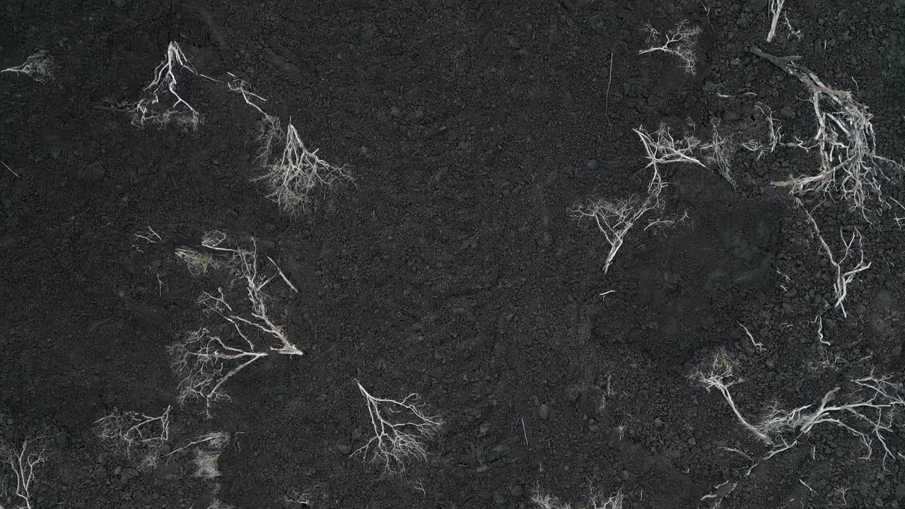 검은 용암 흐름 재의 낮은 비행과 함께 내장 된 서있는 죽은 나무