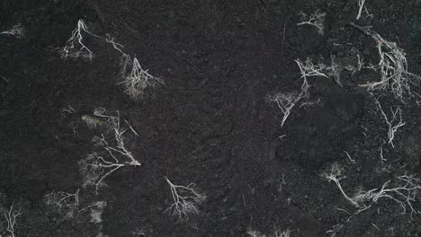 sobrevuelo bajo de ceniza de flujo de lava negra con árboles muertos de pie incrustados