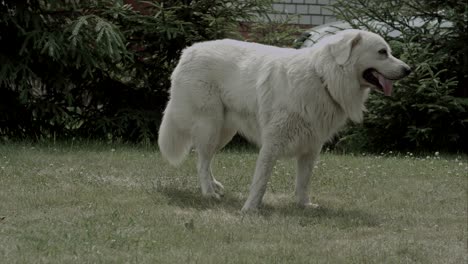 gran perro blanco en la hierba en el jardín día soleado de verano caliente