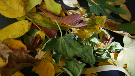 Fall-of-the-leaves