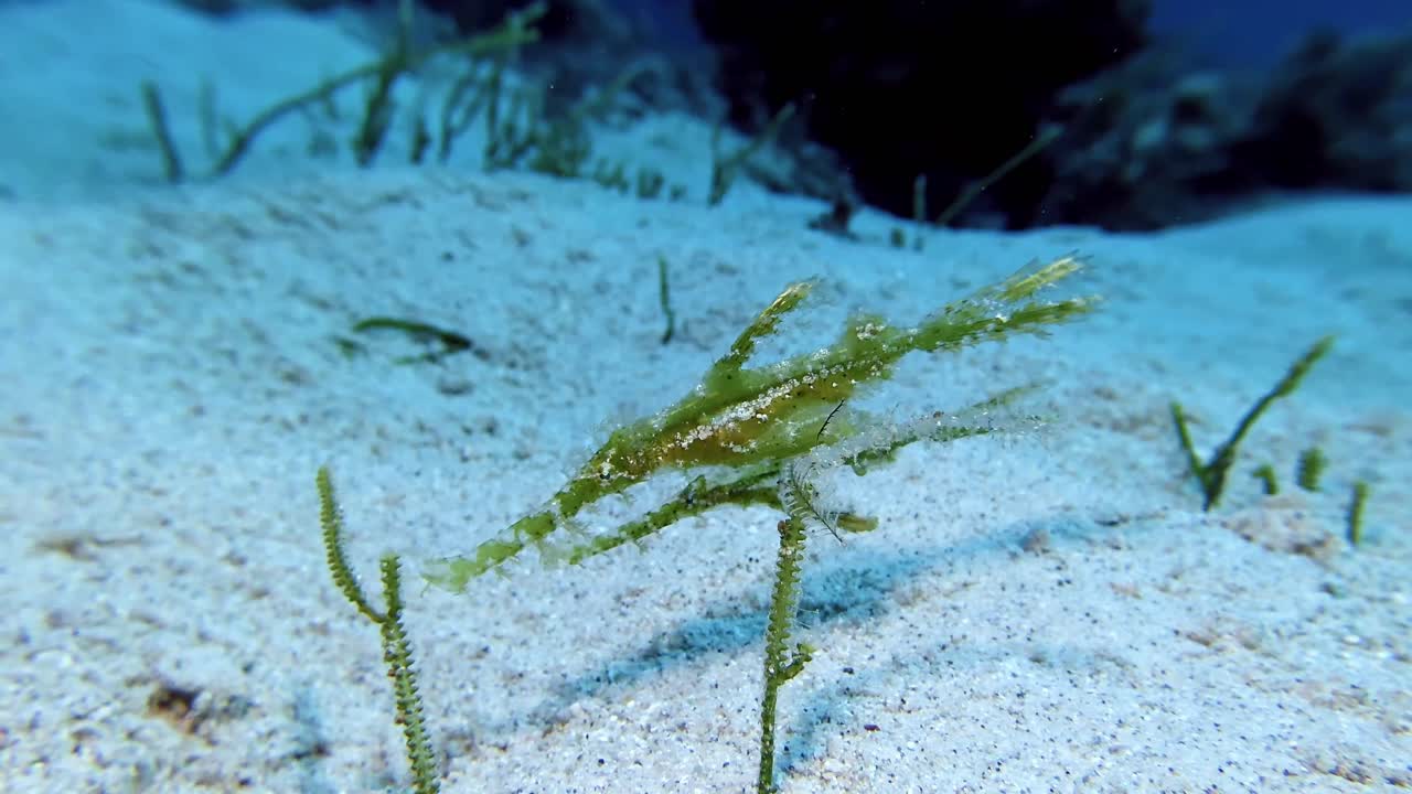 Two sea gras robust ghost pipefish hovering over sea gras inMauritius Island