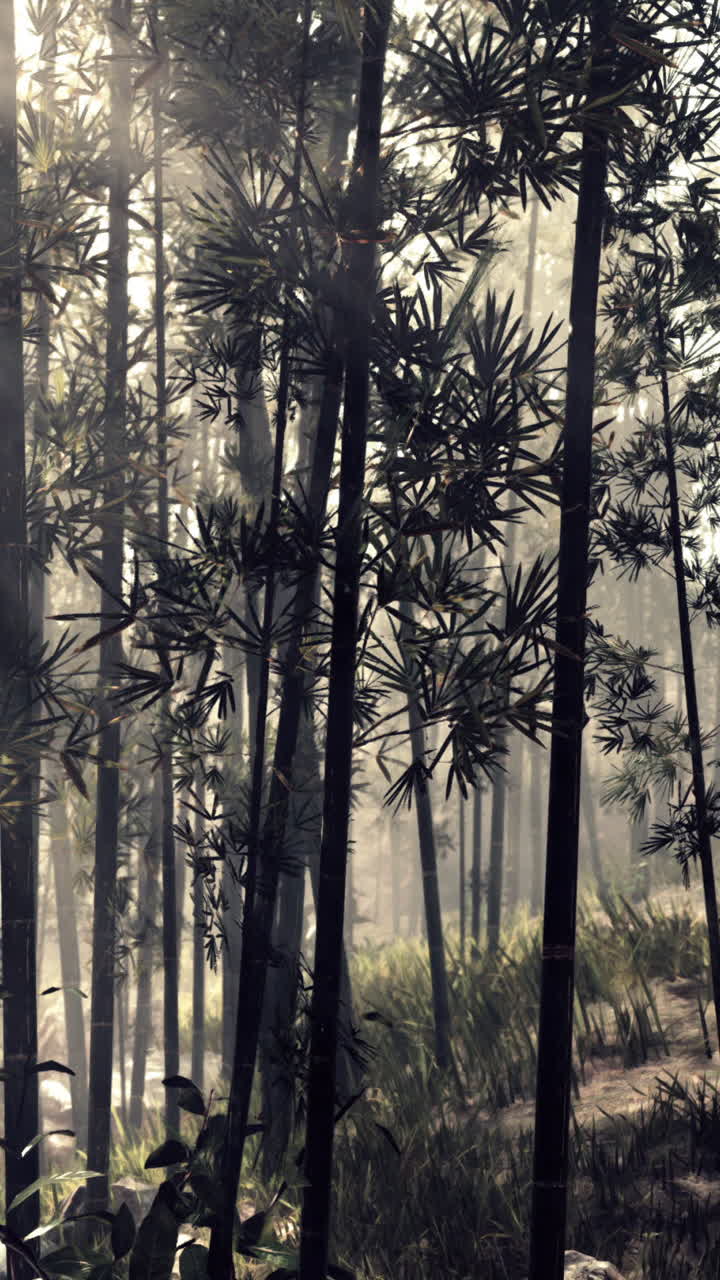 rayos de sol a través del bosque de bambú