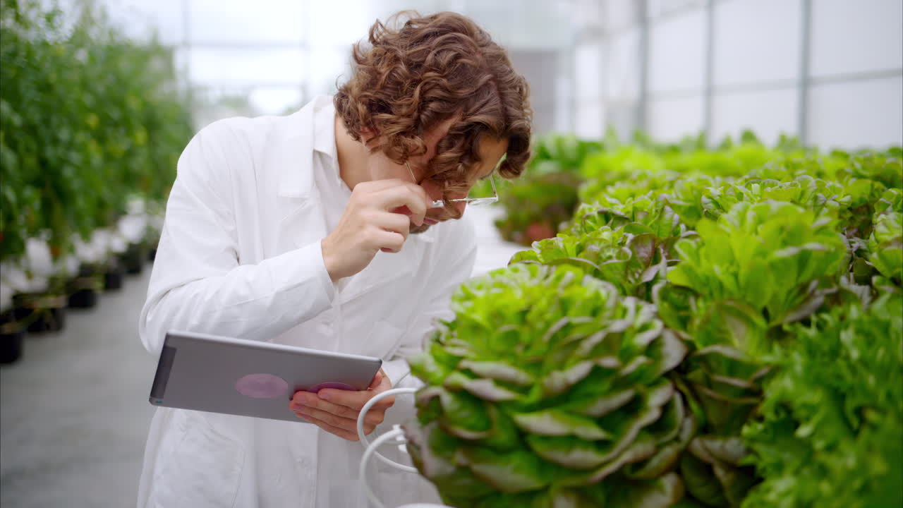 Laboratory technician in a white coat, holding a tablet while analysing plants grown with the Hydroponic method in a greenhouse