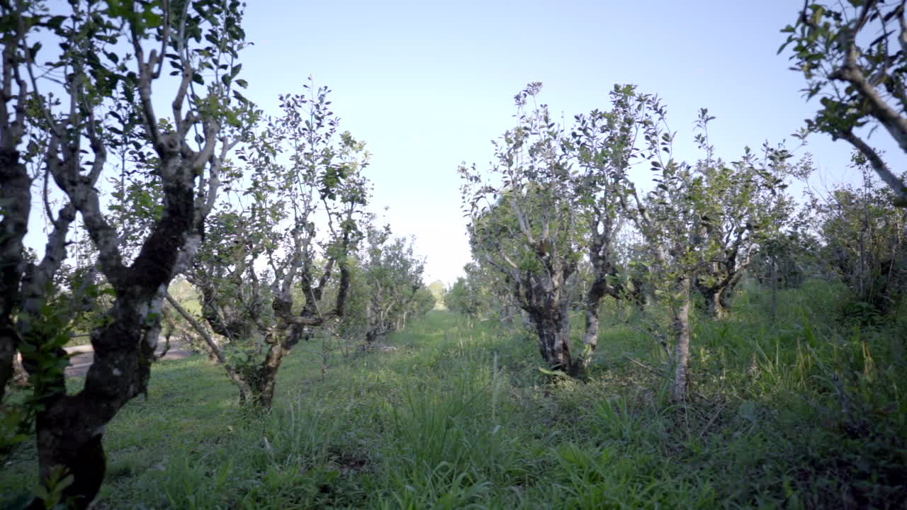plantación de yerba mate en misiones, argentina, revelando el exuberante mar verde de este venerado cultivo sudamericano