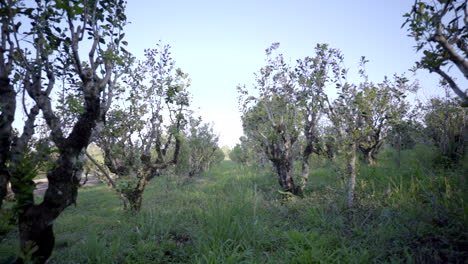 Plantación-De-Yerba-Mate-En-Misiones,-Argentina,-Que-Revela-El-Exuberante-Mar-Verde-De-Este-Venerado-Cultivo-Sudamericano.