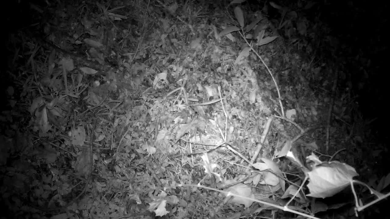 Primo piano dall'alto con filmato a visione notturna di due procioni che camminano tra foglie e arbusti. Ideale per documentari sulla fauna selvatica e studi sul comportamento degli animali notturni.